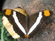 Butterfly Farm