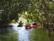 Mangroves