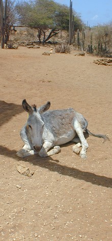 Donkey