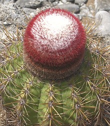 Cactus Flower