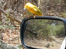 Bird on Rental Car