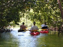 Kayaking at the Mangroves
